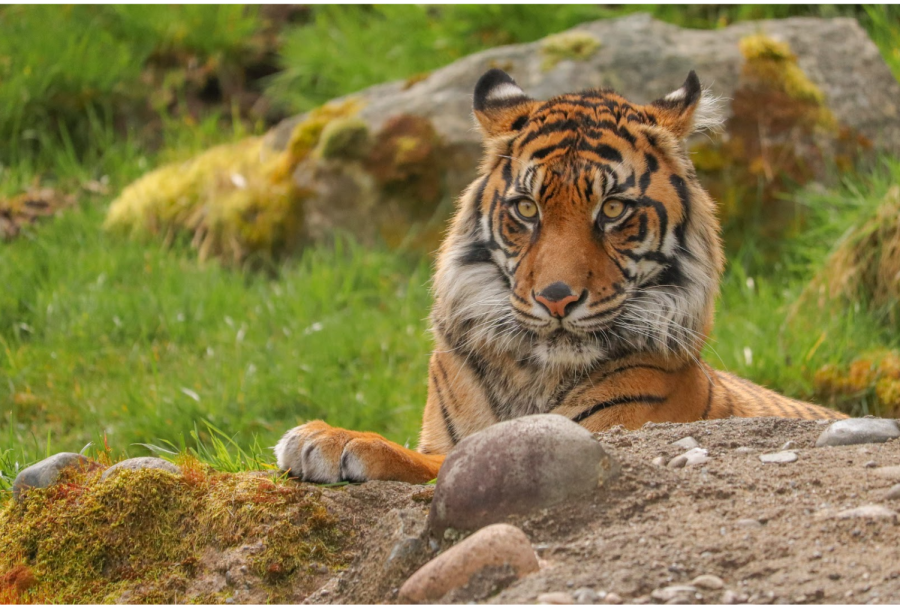 A sumatran tiger relaxes in the sun while staring at the people watching him at the Point Defiance Zoo and Aquarium in Tacoma, Washington.