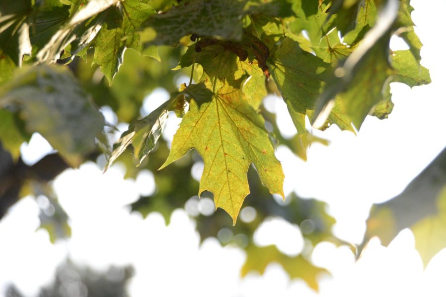 The sun reflects onto a yellow dotted leaf