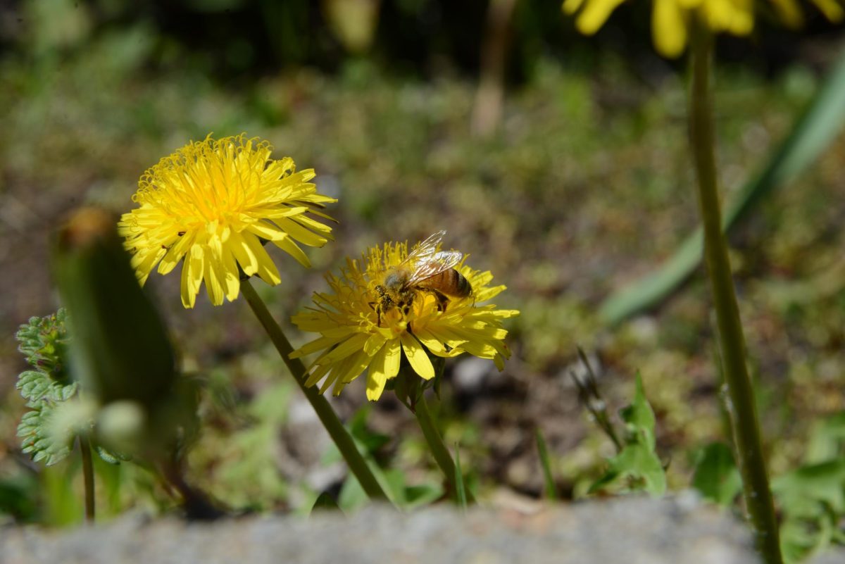 Honey bee collects pollen and drinks nectar from dandelion.