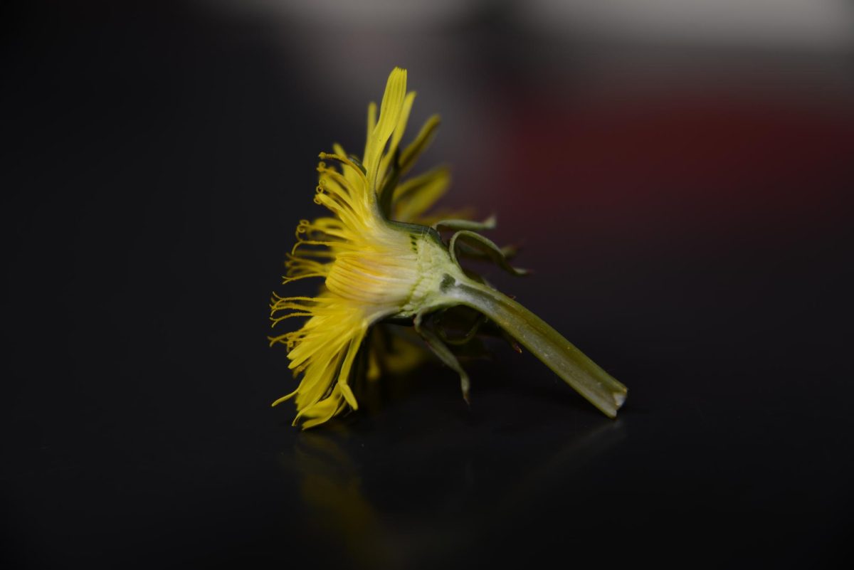 dandelion
