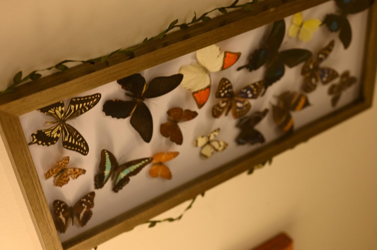 Butterflies in Mrs. Schaffers room. 